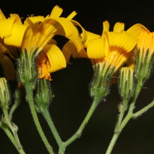 Hieracium serratifolium Jord. ex Boreau (Épervière des murs)