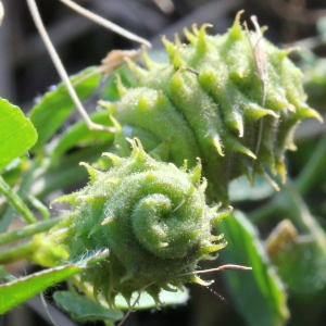 Photographie n°197984 du taxon Medicago rigidula (L.) All. [1785]