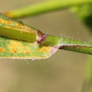 Photographie n°197990 du taxon Rostraria cristata (L.) Tzvelev