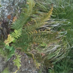 Photographie n°197997 du taxon Gymnocarpium dryopteris (L.) Newman [1851]