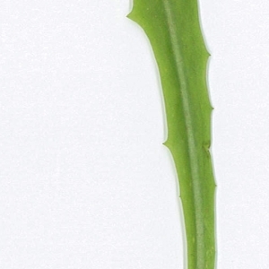 Photographie n°198005 du taxon Cichorium intybus L. [1753]