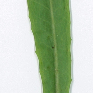 Photographie n°198006 du taxon Cichorium intybus L. [1753]