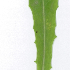 Photographie n°198008 du taxon Cichorium intybus L. [1753]