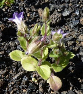 Ans Gorter, le 31 janvier 2013 (Lanzarote, iles Canaries (yé))