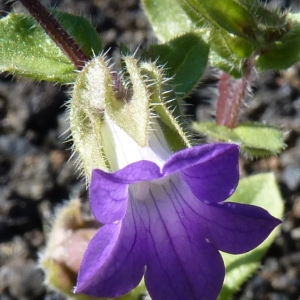 Campanula dichotoma L.