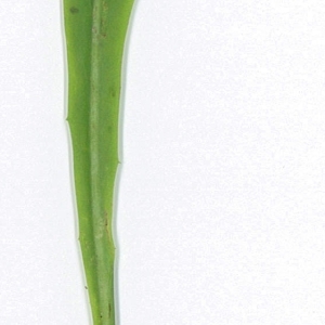 Photographie n°198012 du taxon Cichorium intybus L. [1753]