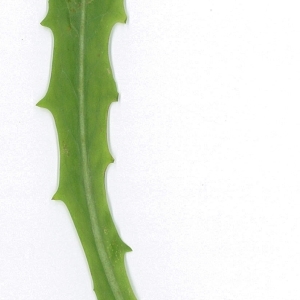 Photographie n°198014 du taxon Cichorium intybus L. [1753]
