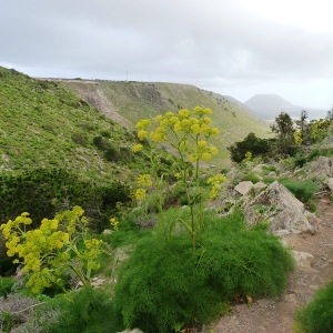 Ferula lancerotensis Parl. ex Hartung