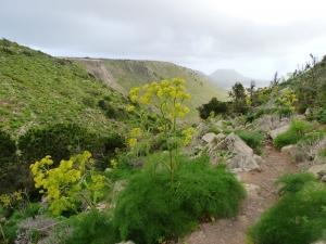 Ans Gorter, le 23 janvier 2013 (Lanzarote, iles Canaries (haria))