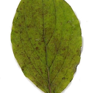 Photographie n°198067 du taxon Cornus sanguinea L.
