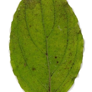 Photographie n°198071 du taxon Cornus sanguinea L.