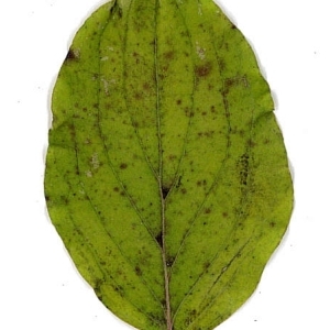 Photographie n°198072 du taxon Cornus sanguinea L.