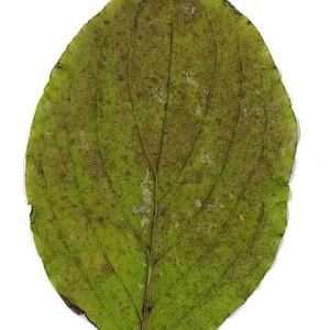 Photographie n°198079 du taxon Cornus sanguinea L.