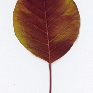 Photographie n°198083 du taxon Cotinus coggygria Scop. [1771]