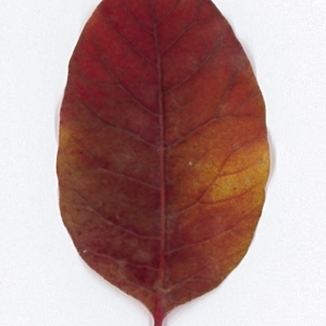 Photographie n°198086 du taxon Cotinus coggygria Scop. [1771]