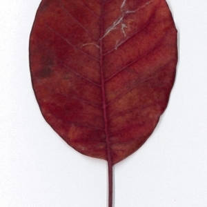 Photographie n°198088 du taxon Cotinus coggygria Scop. [1771]