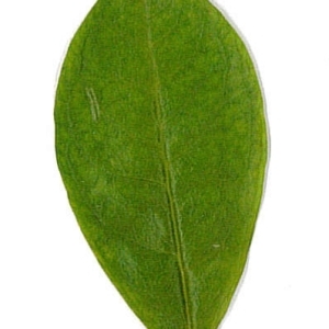 Photographie n°198119 du taxon Punica granatum L. [1753]