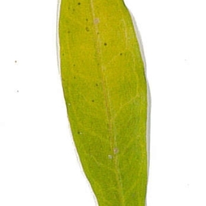 Photographie n°198121 du taxon Punica granatum L. [1753]