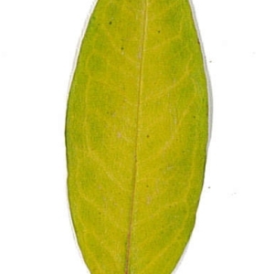 Photographie n°198122 du taxon Punica granatum L. [1753]