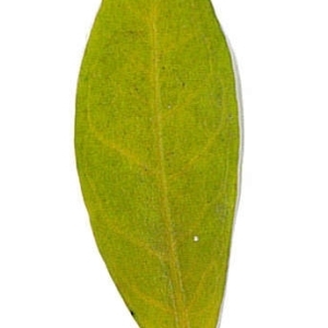 Photographie n°198124 du taxon Punica granatum L. [1753]