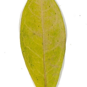 Photographie n°198125 du taxon Punica granatum L. [1753]