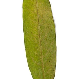 Photographie n°198127 du taxon Punica granatum L. [1753]