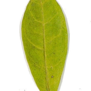 Photographie n°198128 du taxon Punica granatum L. [1753]