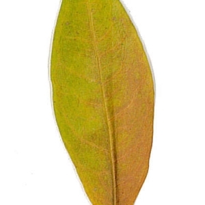 Photographie n°198129 du taxon Punica granatum L. [1753]