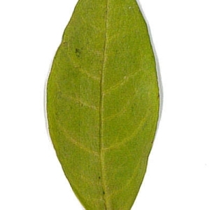 Photographie n°198130 du taxon Punica granatum L. [1753]