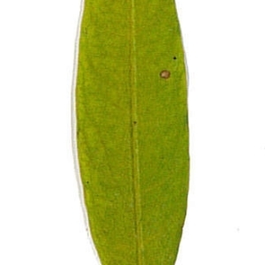 Photographie n°198131 du taxon Punica granatum L. [1753]