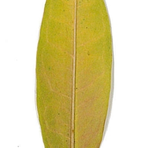 Photographie n°198132 du taxon Punica granatum L. [1753]