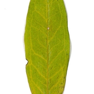 Photographie n°198133 du taxon Punica granatum L. [1753]