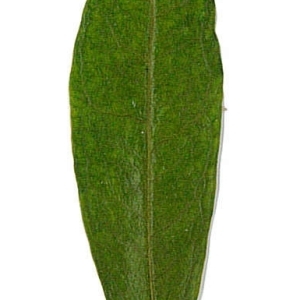 Photographie n°198134 du taxon Punica granatum L. [1753]