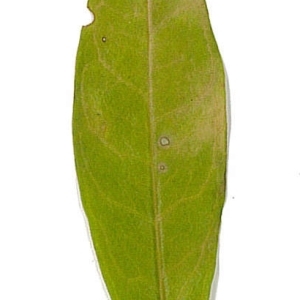 Photographie n°198135 du taxon Punica granatum L. [1753]