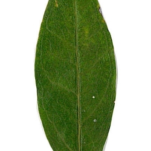 Photographie n°198136 du taxon Punica granatum L. [1753]