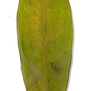 Photographie n°198137 du taxon Punica granatum L. [1753]