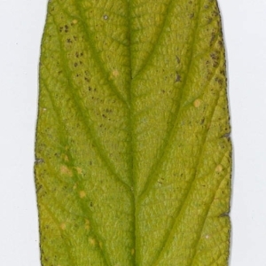 Photographie n°198180 du taxon Viburnum rhytidophyllum Hemsl. [1888]