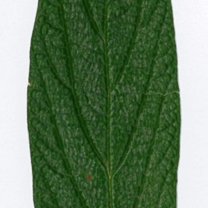 Photographie n°198181 du taxon Viburnum rhytidophyllum Hemsl. [1888]