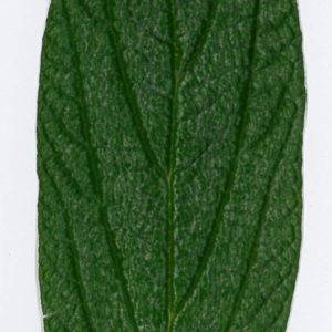Photographie n°198182 du taxon Viburnum rhytidophyllum Hemsl. [1888]