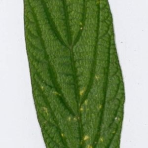 Photographie n°198184 du taxon Viburnum rhytidophyllum Hemsl. [1888]