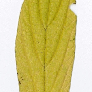 Photographie n°198186 du taxon Viburnum rhytidophyllum Hemsl. [1888]