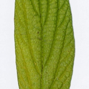 Photographie n°198187 du taxon Viburnum rhytidophyllum Hemsl. [1888]