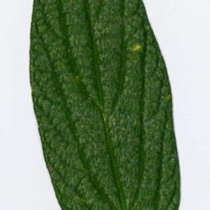 Photographie n°198188 du taxon Viburnum rhytidophyllum Hemsl. [1888]