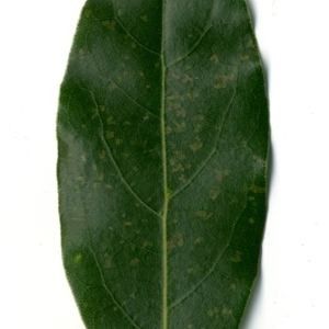 Photographie n°198346 du taxon Laurus nobilis L. [1753]