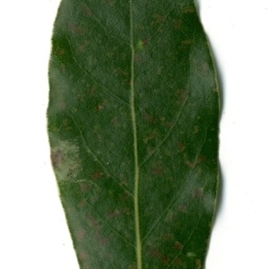 Photographie n°198349 du taxon Laurus nobilis L. [1753]