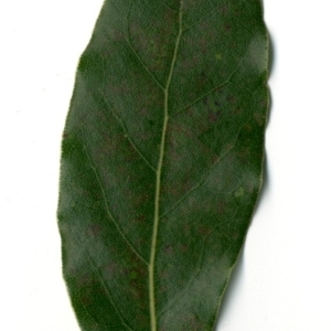 Photographie n°198350 du taxon Laurus nobilis L. [1753]