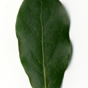 Photographie n°198351 du taxon Laurus nobilis L. [1753]