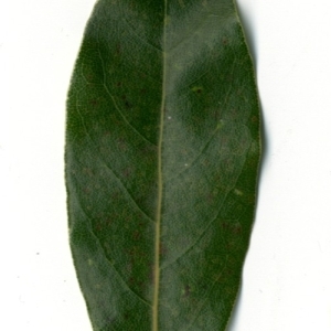 Photographie n°198352 du taxon Laurus nobilis L. [1753]