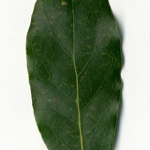 Photographie n°198353 du taxon Laurus nobilis L. [1753]