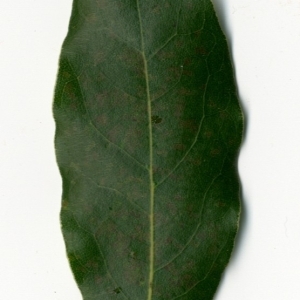 Photographie n°198354 du taxon Laurus nobilis L. [1753]